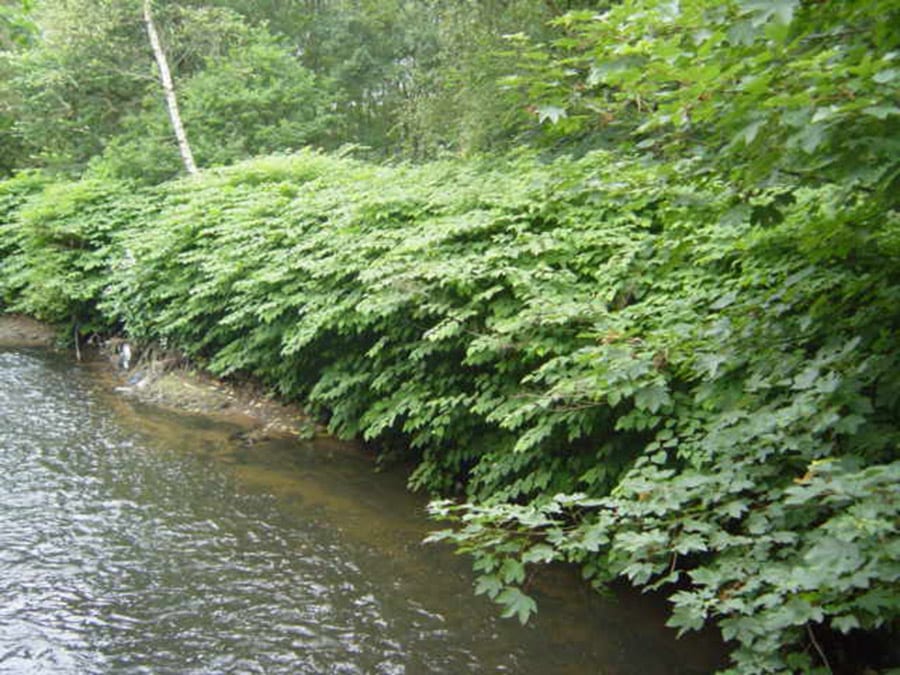 Japanese knotweed top tips from The LK Group