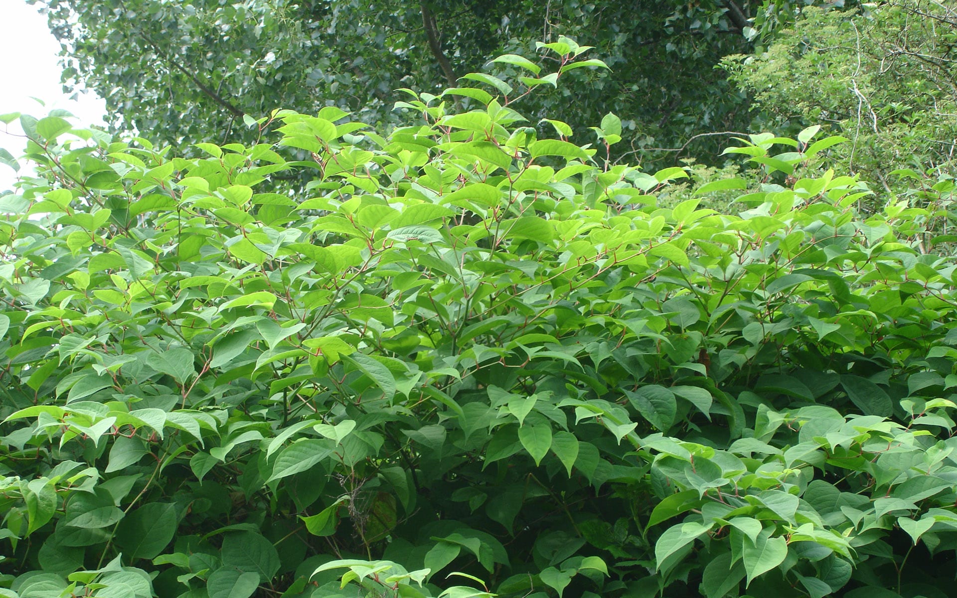 Five Useful Japanese Knotweed Top Tips The LK Group